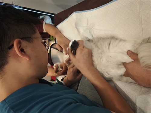 Used Vet Ultrasound Machine: What You Need to Know