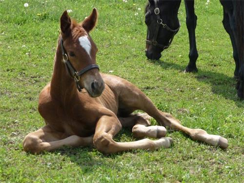 Farms Use Ultrasound To Track Mare Uterine Wall Thickness