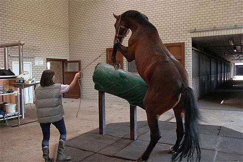 Real-Time Ultrasound Evaluation of Uterine Abnormalities in Infertile Mares: A Clinical Approach(图2)