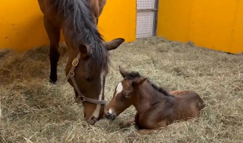 How Is Equine Pregnancy Detected with Ultrasound?