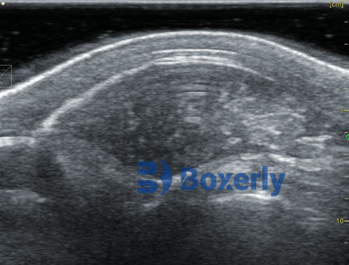 Non-Invasive Imaging in Veterinary Diagnostics