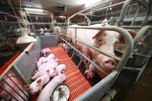 Some Machines and Equipment Used in Pig Farms(图3)