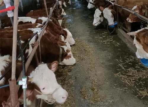 Ultrasonic-Guided Follicular and Fetal Membrane Puncture in Dairy Cattle: Enhancing Reproductive Eff