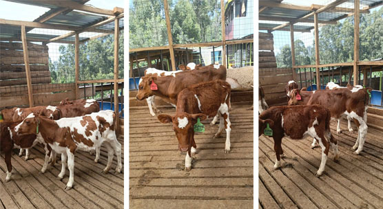 Exploring Two Key Approaches in Veterinary Ultrasound Examination of Dairy Cow Ovaries