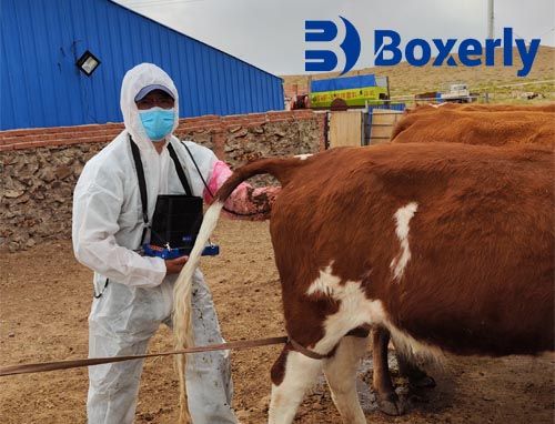 Early Detection of Uterine Infections in Cattle with Ultrasound