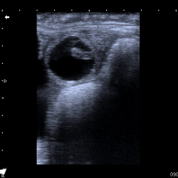 Cow pregnancy