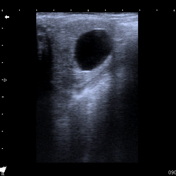 16 days pregnant mare