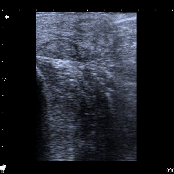bovine empty uterus