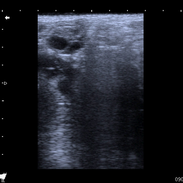 cattle dominant follicle