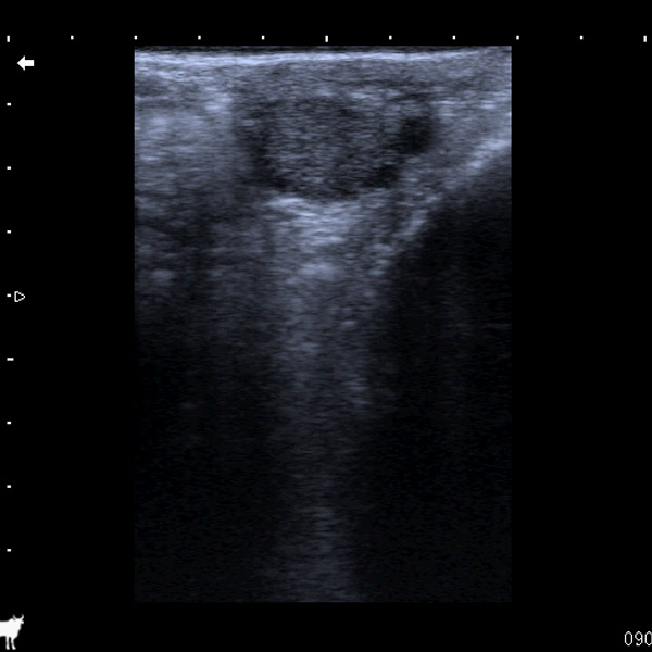 Bovine Follicle and Corpus Luteum
