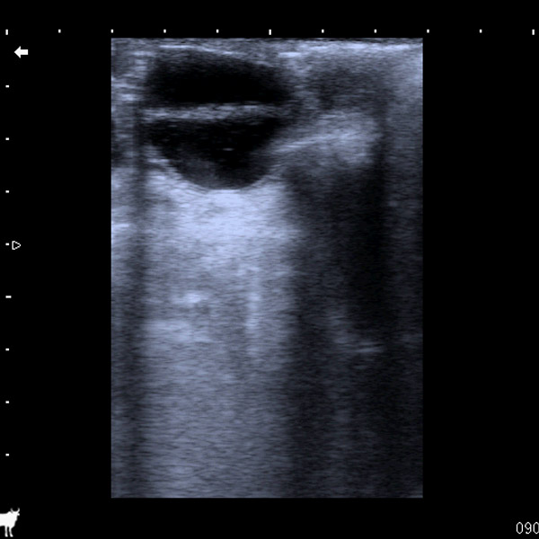 equine small follicle