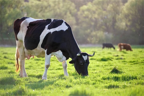 B-ultrasound for cattle: a new tool to improve cattle farm efficiency and animal health