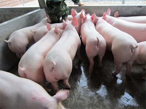 Enhancing Sow Reproductive Management through Ultrasound Pregnancy Monitoring and Scheduling