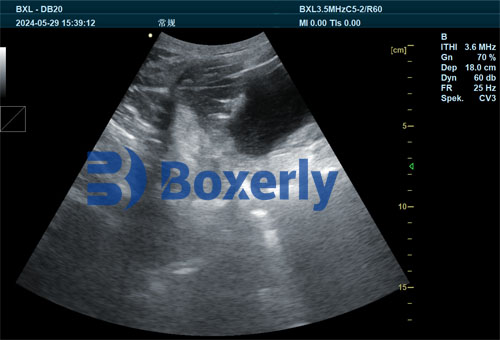 Studies on Swine Pregnancy Using B‐Mode Ultrasound(图3)