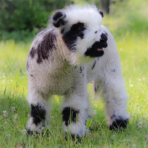 Signs and Sensations of Ovulation in Sheep(图4)