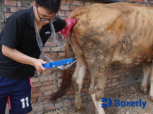 Handheld Ultrasound Revolutionizes On-Site Animal Screening