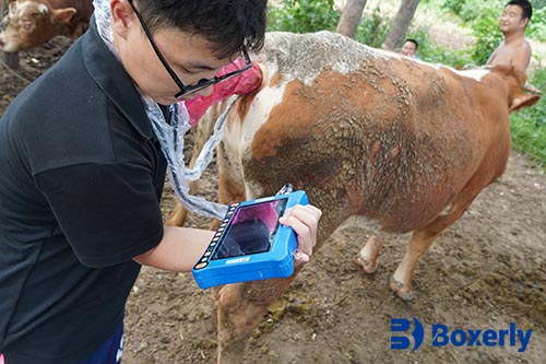 Assessing Field Portable Ultrasound in Animal Reproductive Monitoring(图2)
