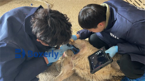Assessing Ram Fertility Using Scrotal Ultrasound(图1)