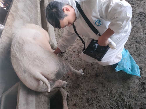 Veterinary Ultrasound Pregnancy Detection Accuracy In Early Gestation Period(图1)