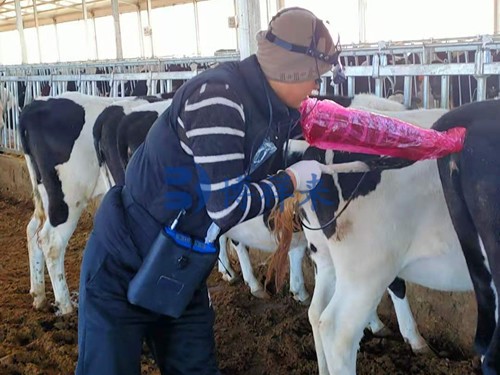 When Is the Right Time to Scan for Pregnancy in Cows?