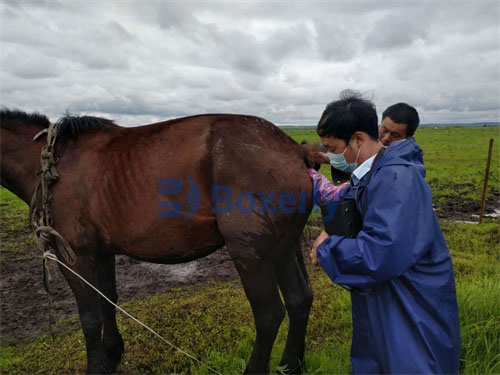 How Is Equine Pregnancy Detected with Ultrasound?(图2)