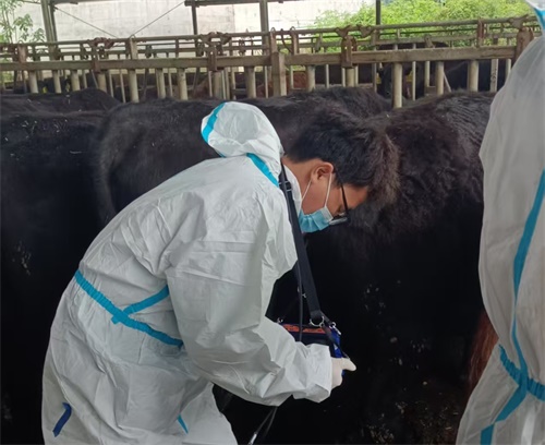 Early Detection of Uterine Infections in Cattle with Ultrasound(图2)