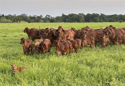 Cow Follicle Development Pattern Changes After Hormonal Sync Failures
