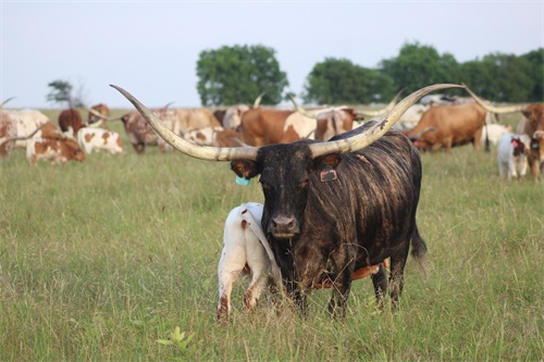Portable Ultrasound Detects Early Mastitis Signs among Cow Herds across Dairy Farms