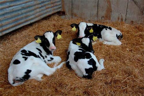 Farms Monitor Cow Follicular Waves with Ultrasound Imaging