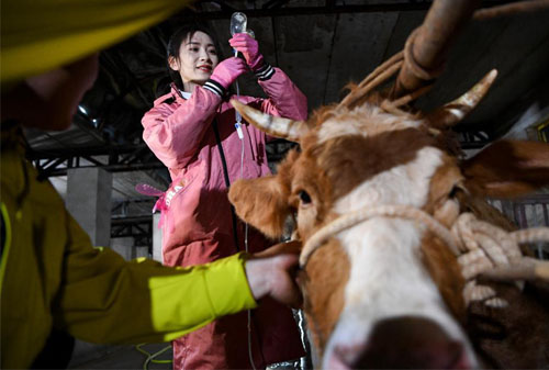 Trends in Cattle Ultrasound Machine Development for Reproductive Monitoring and Commercial Sale