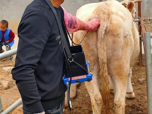 Bovine Ultrasound Price for BXL: What You Need to Know