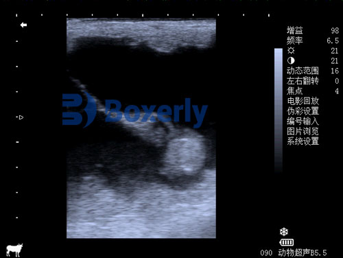 How Is Equine Pregnancy Detected with Ultrasound?(图3)