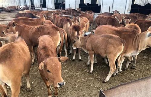 Field Evaluation of Cattle Ultrasound Machine Efficiency for On-Farm Pregnancy Diagnosis and Sale