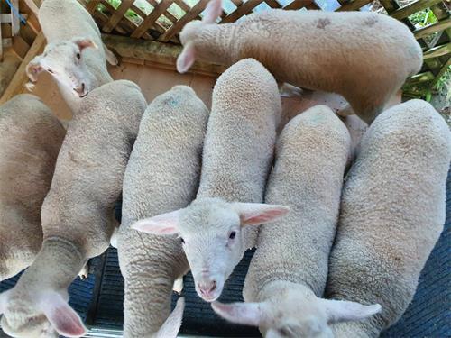Sheep Reproduction with an Ultrasound System