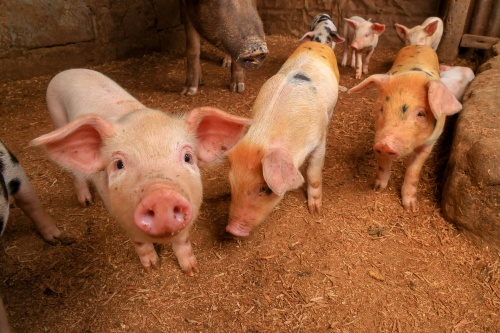 Swine Reproductive Tract Assessment Using Doppler Ultrasound: Early Signs of Embryonic Loss