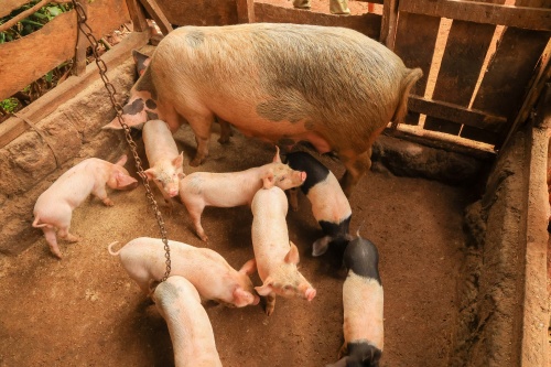 Beneficios del uso de la ecografía en cerdas para monitorizar el desarrollo folicular en cerdas(图1)