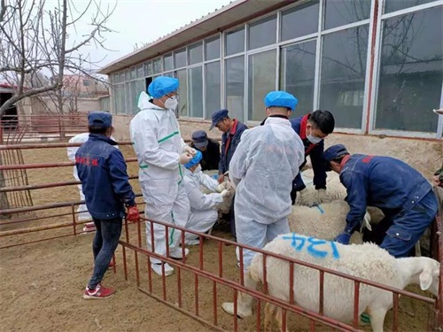 What Is Animal Health Monitoring and Why Does It Matter?