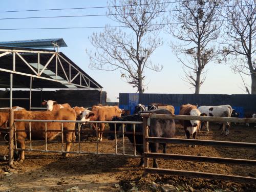 What’s the Best Way to Catch Uterine Infections Early in Cows?