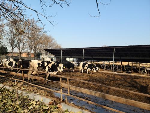 How Can Farmers Detect Ovarian Cysts More Accurately?(图2)