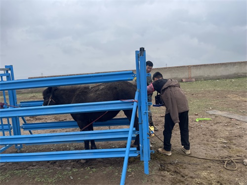 BXL-V50 Portable Veterinary Ultrasound Machine for Quick Pregnancy Testing in Dog Pig Sheep Animals(图3)