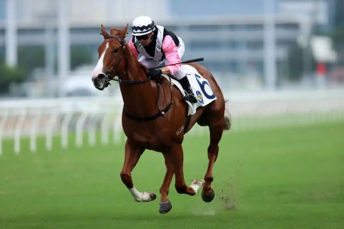 Clinical Insights: Musculoskeletal Disorders of the Sports Horse