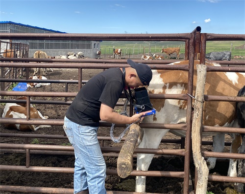 When Is the Right Time to Scan for Pregnancy in Cows?(图2)