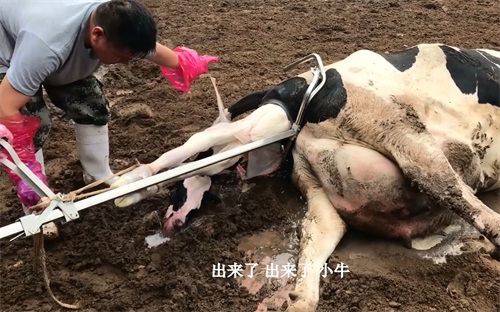 What Are the Most Common Reproductive Problems After Calving in Cows?