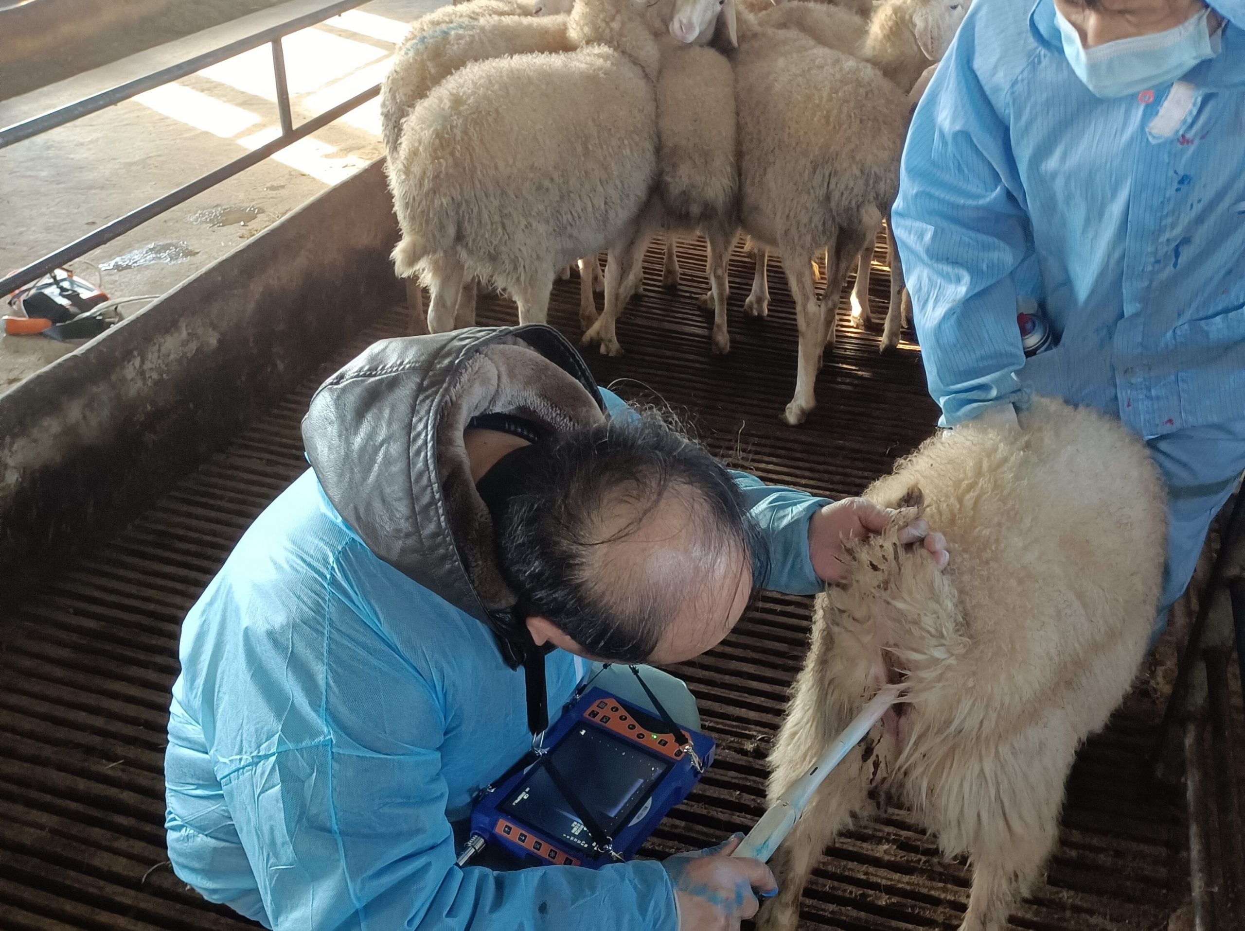 Application of B ultrasond in sheep gastrointestinal diseases(图1)